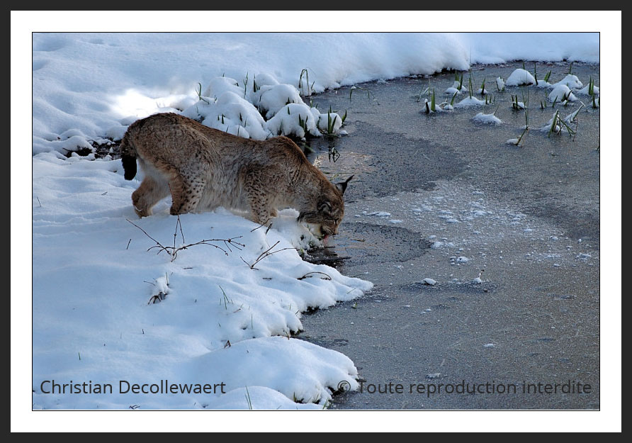 Lynx boréal