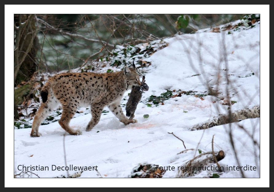 Lynx boréal