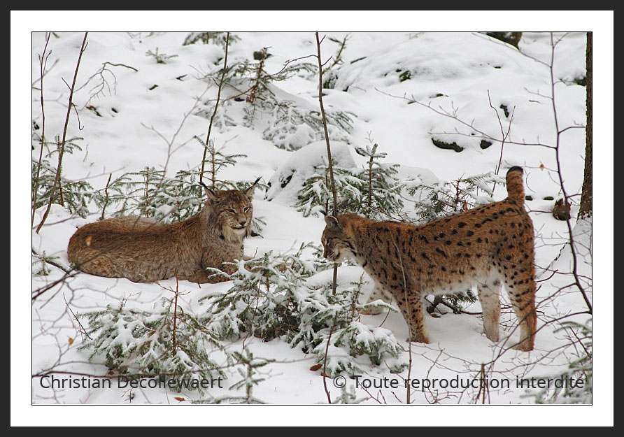 Lynx boréal