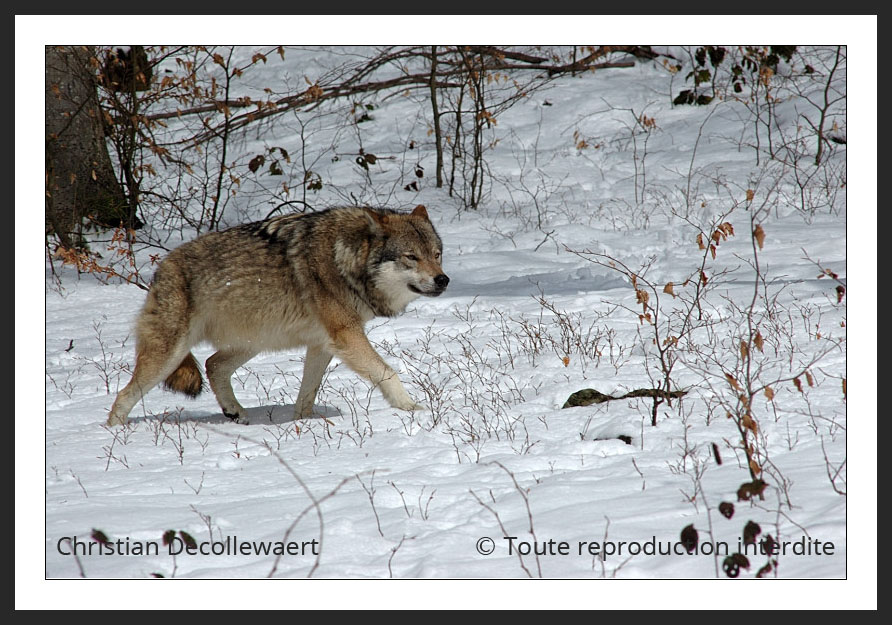 Loup gris