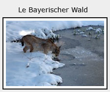 Bayerischer Wald