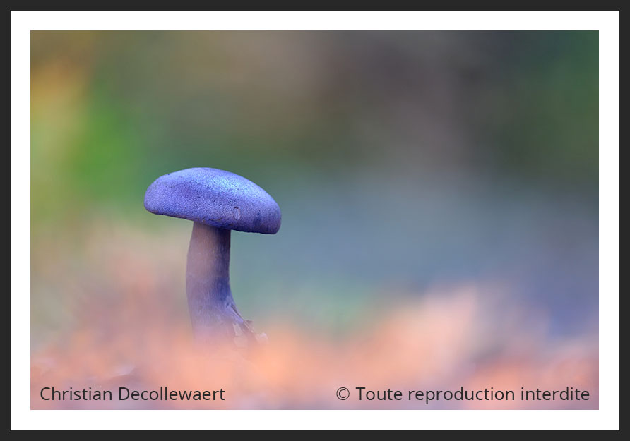 champignon