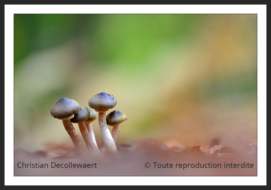 champignon