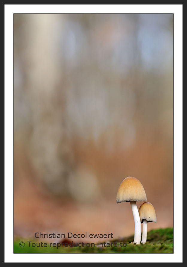 champignon