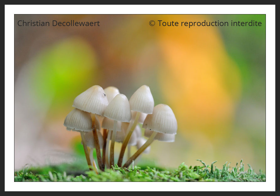 champignon