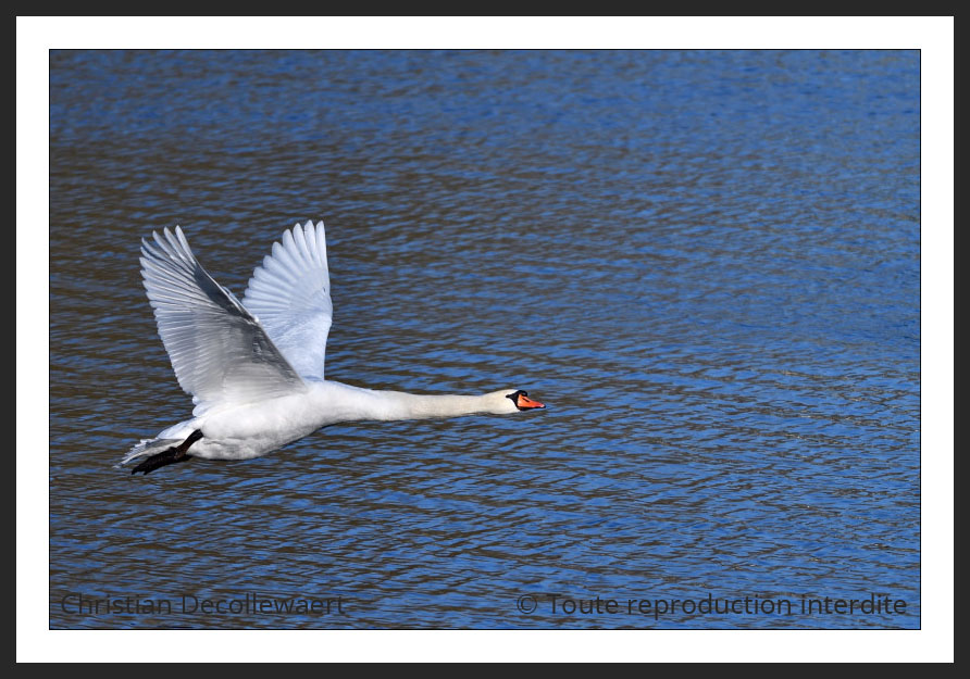 cygne tuberculé