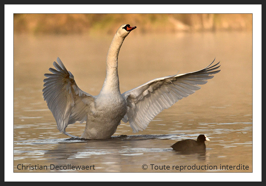 cygne tuberculé