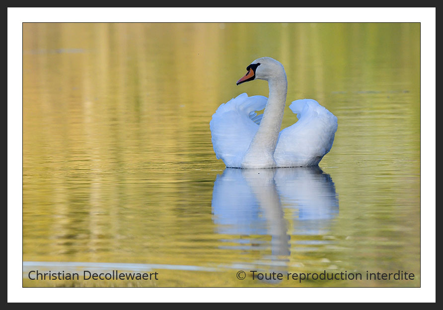 cygne tuberculé