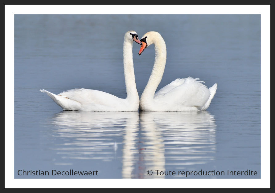 cygne tuberculé