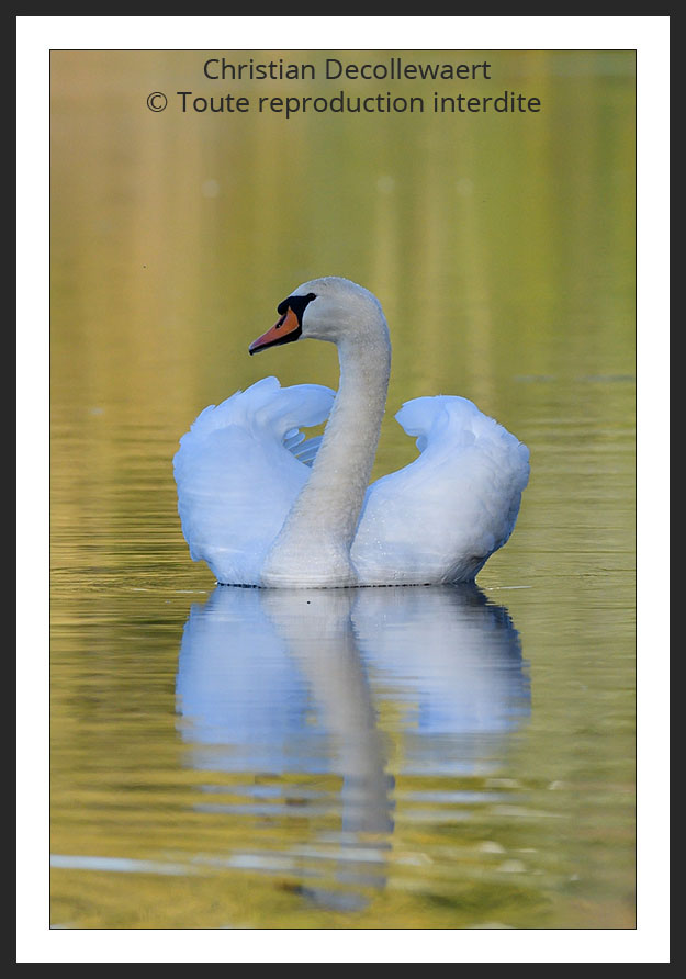 cygne tuberculé