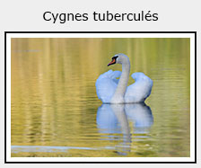 cygne tuberculé