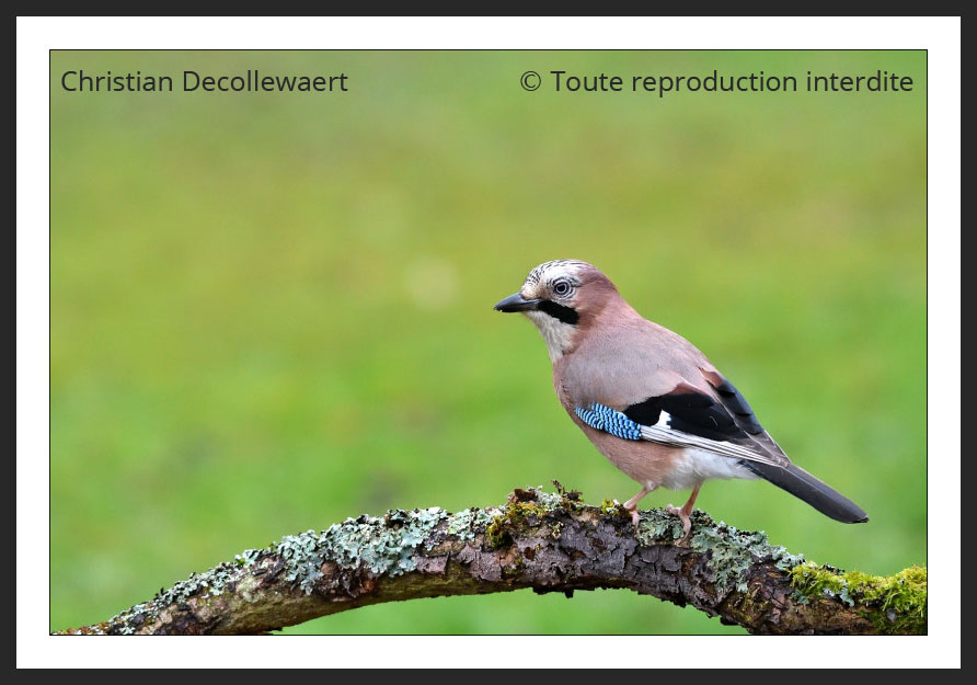 geai des chênes