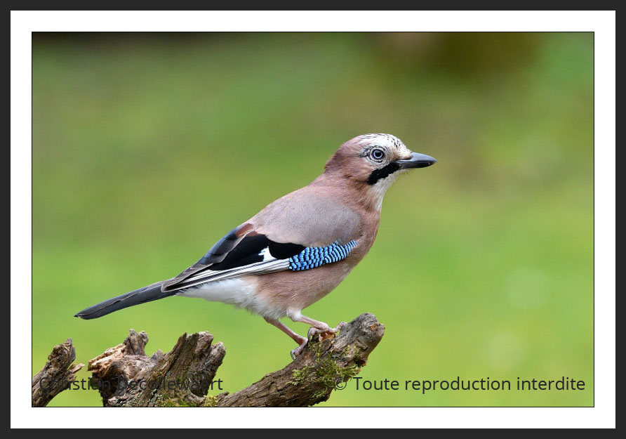 geai des chênes