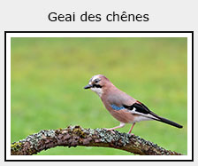 geai des chênes