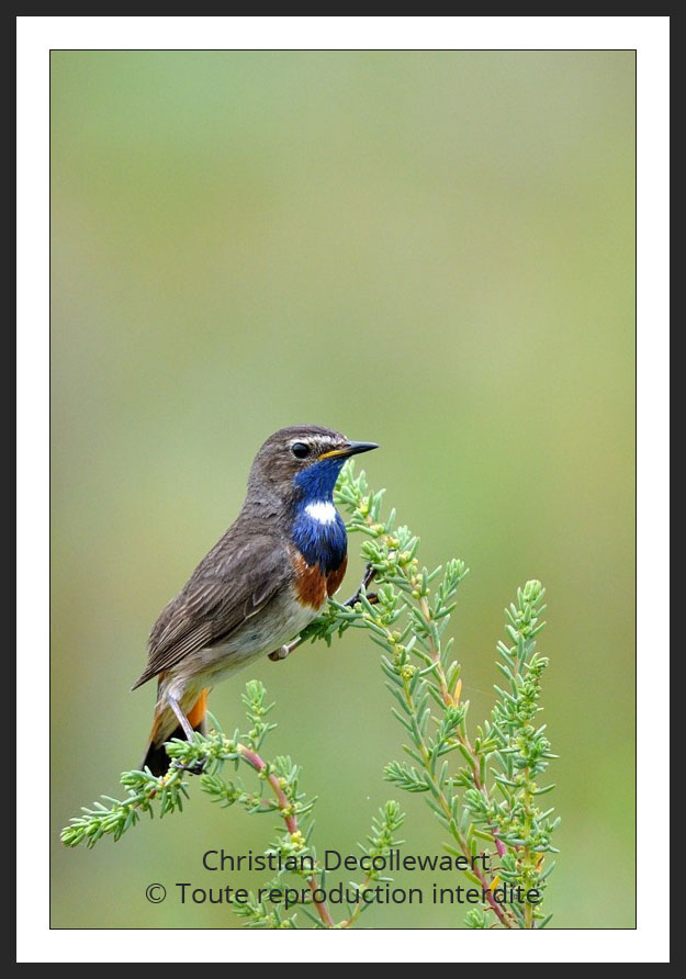 gorge-bleue