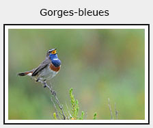 gorge-bleue