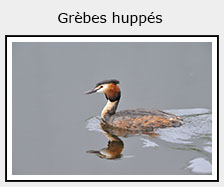 grèbe huppé