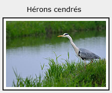 héron cendré