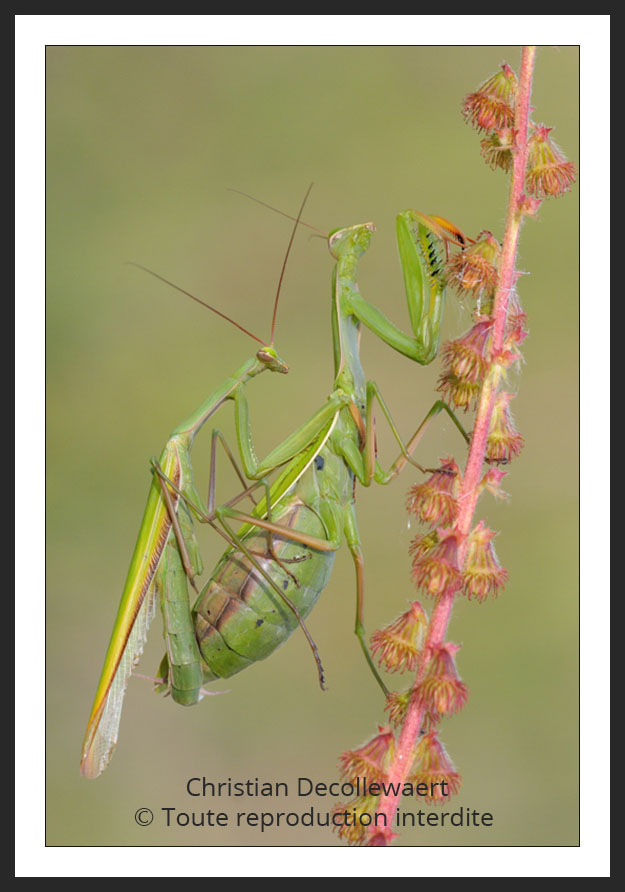 macro-photographie