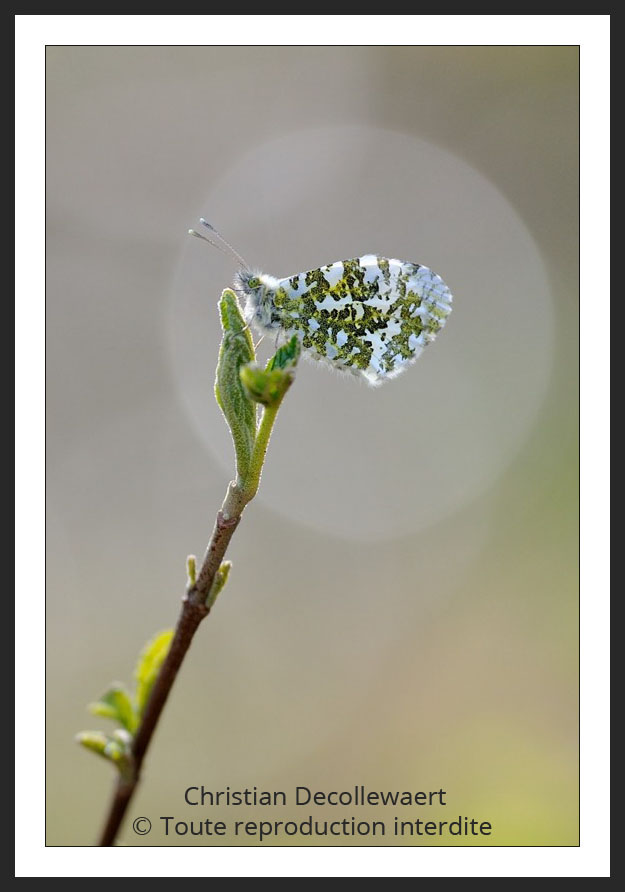 macro-photographie