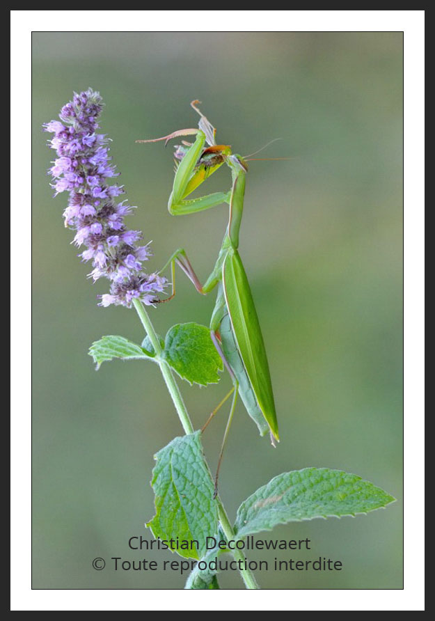 Entre B Ton Et Bitume Photographies Mantes Religieuses