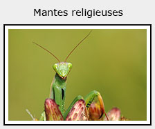 mante religieuse