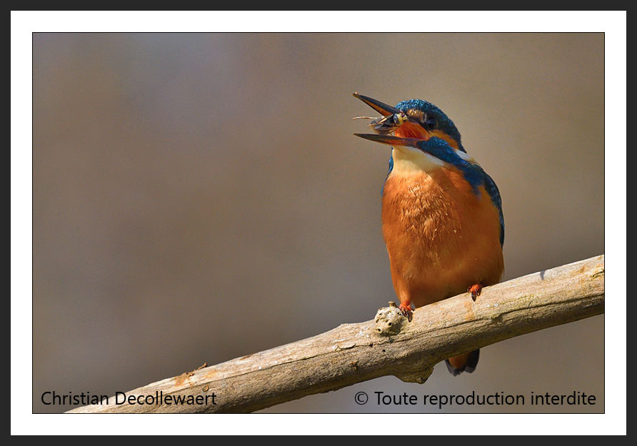 martin-pêcheur