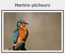 martins