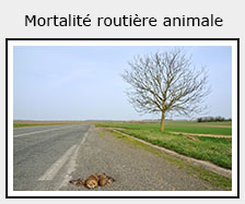 mortalité routière animale