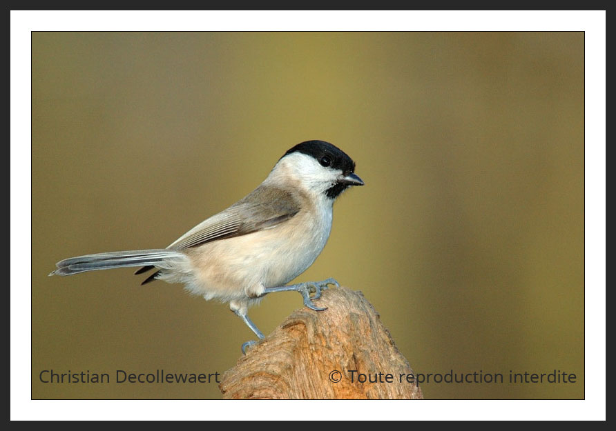 oiseau jardin