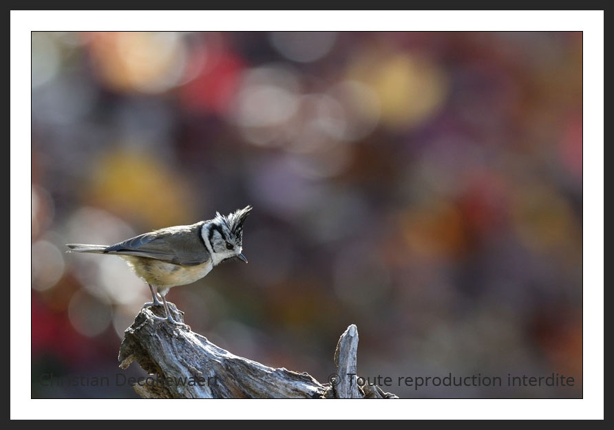 oiseau jardin