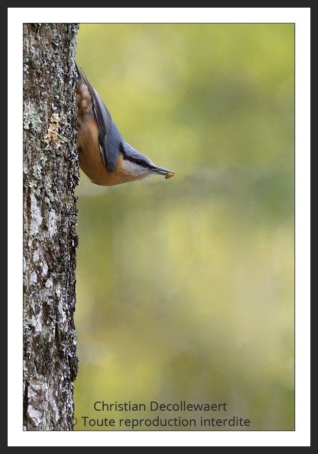 oiseau jardin