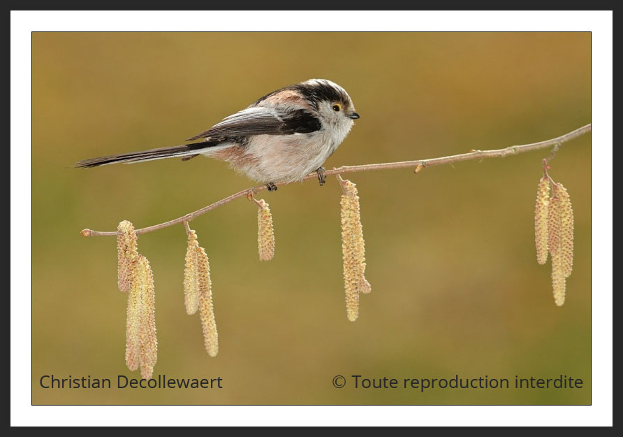 oiseau jardin