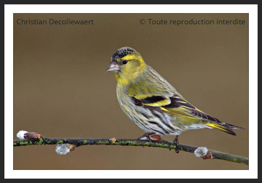 oiseau jardin