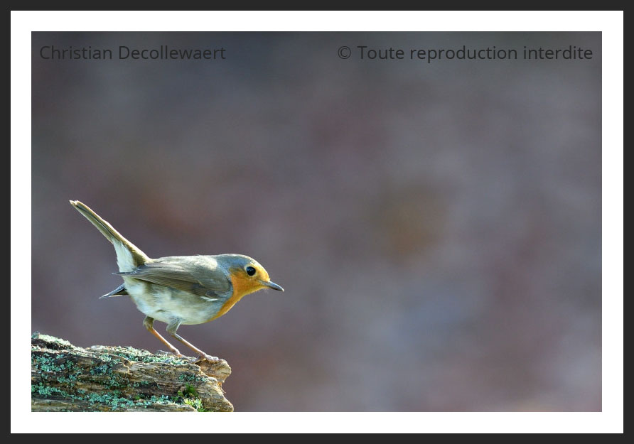 oiseau jardin