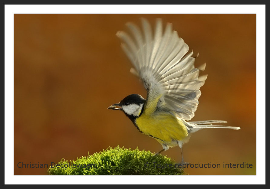 oiseau jardin