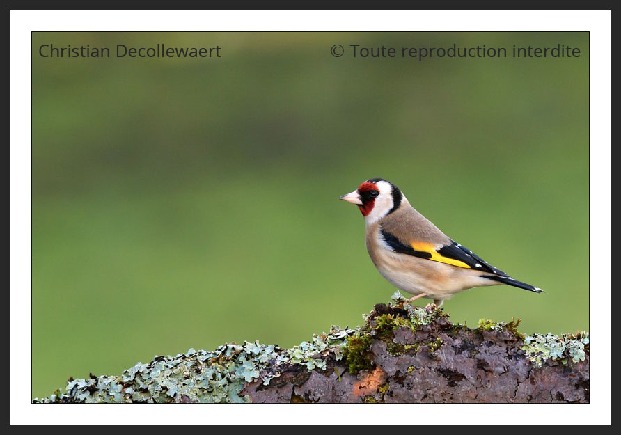 oiseau jardin