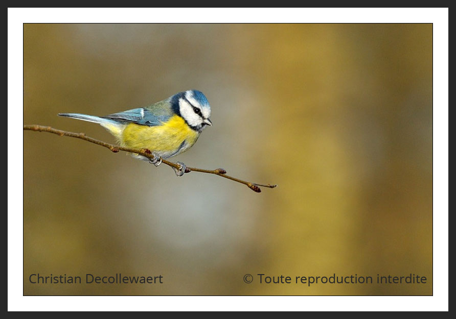 oiseau jardin