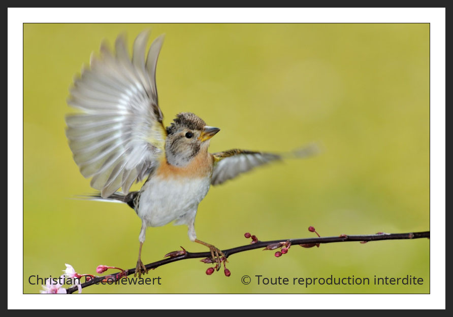 oiseau jardin