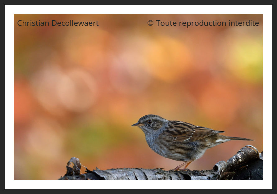 oiseau jardin