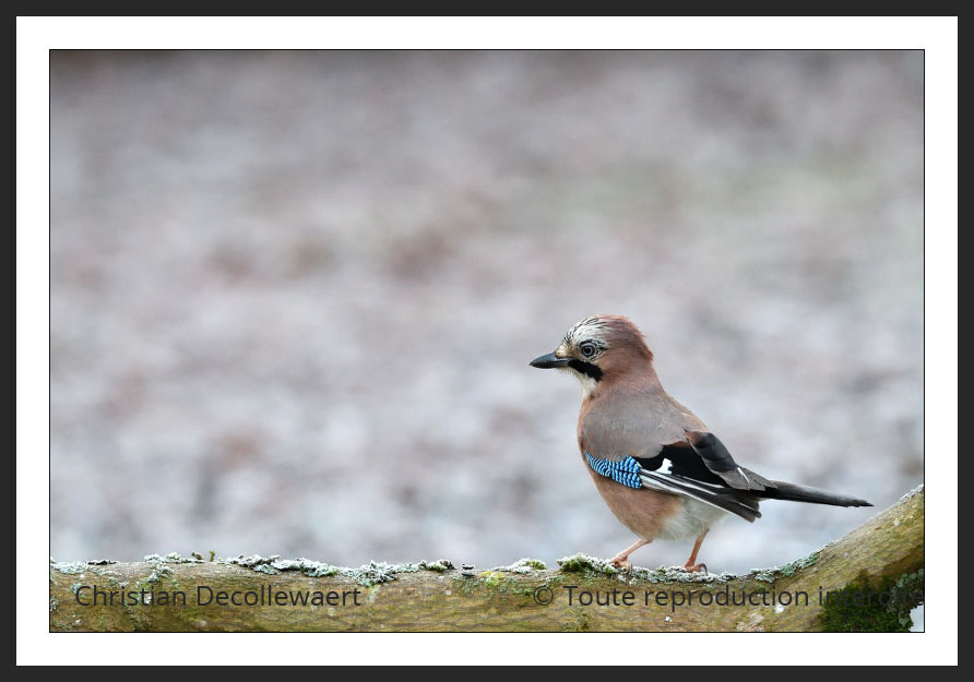 oiseau jardin