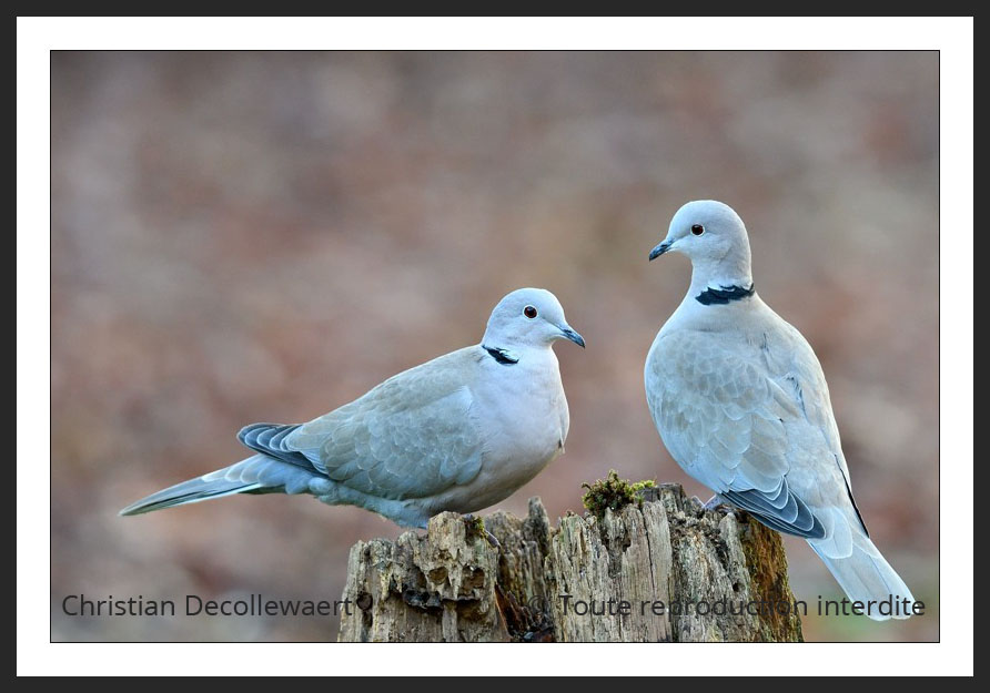 oiseau jardin