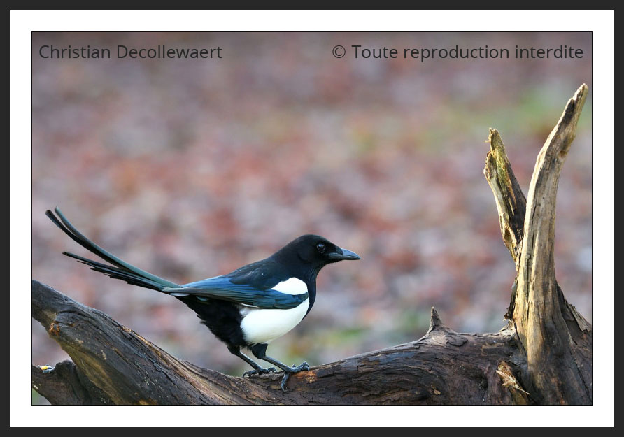 oiseau jardin