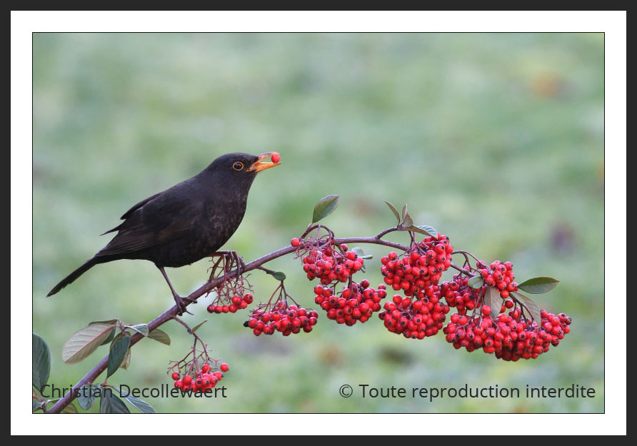 oiseau jardin