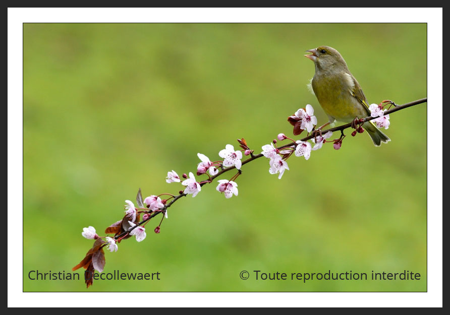 oiseau jardin