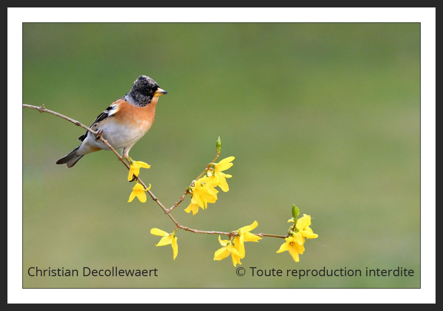 oiseau jardin