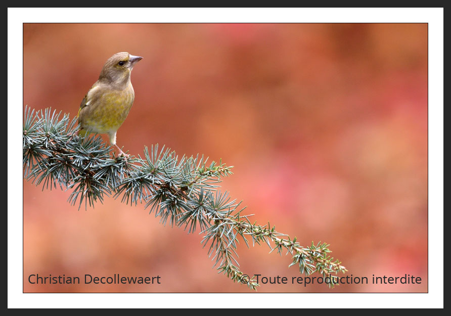 oiseau jardin