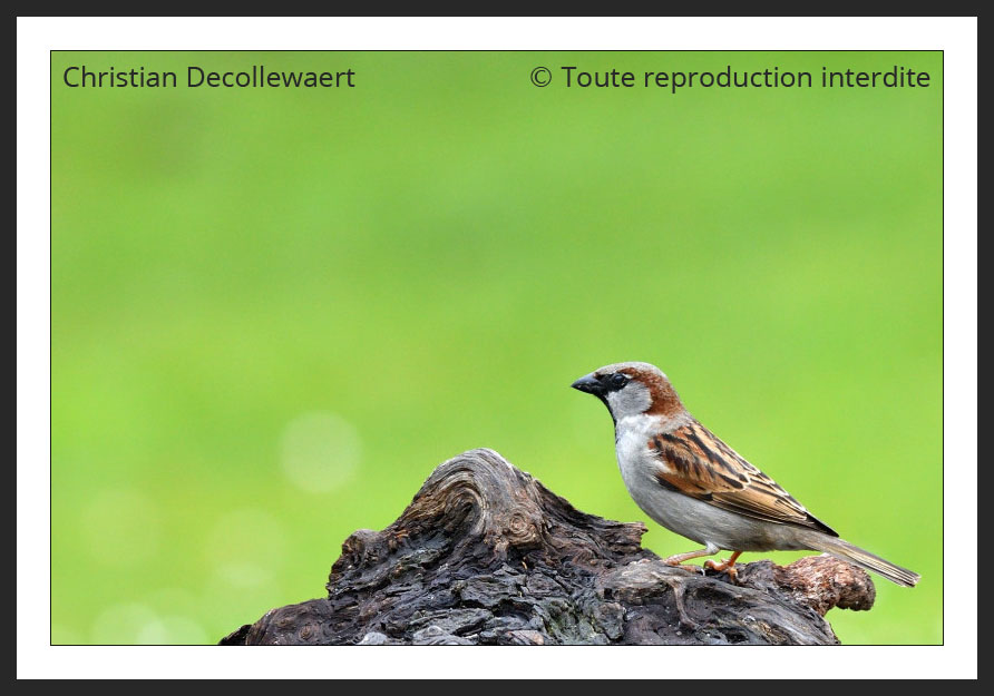 oiseau jardin