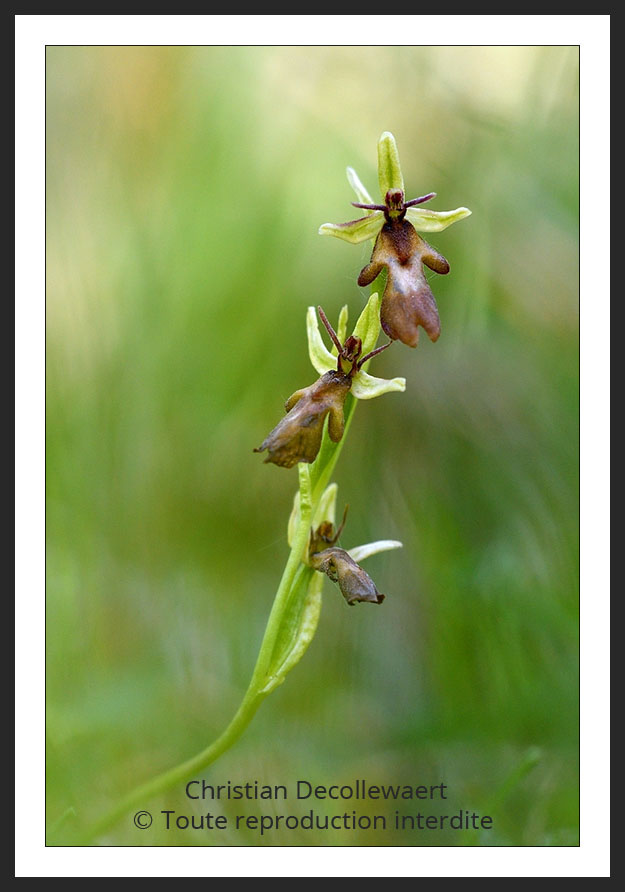 orchidée