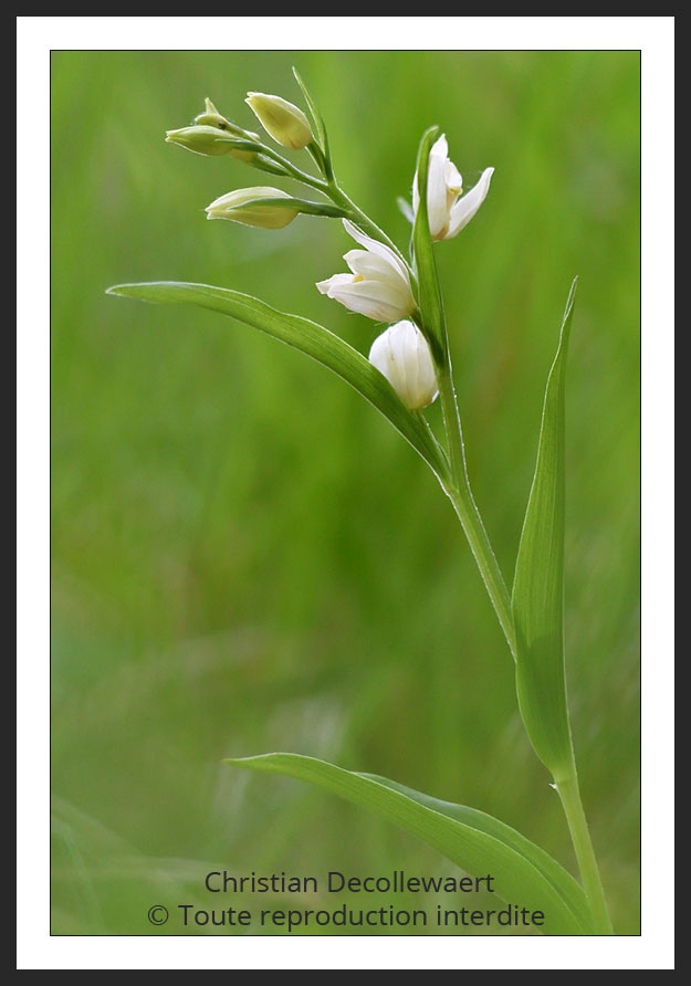 orchidée